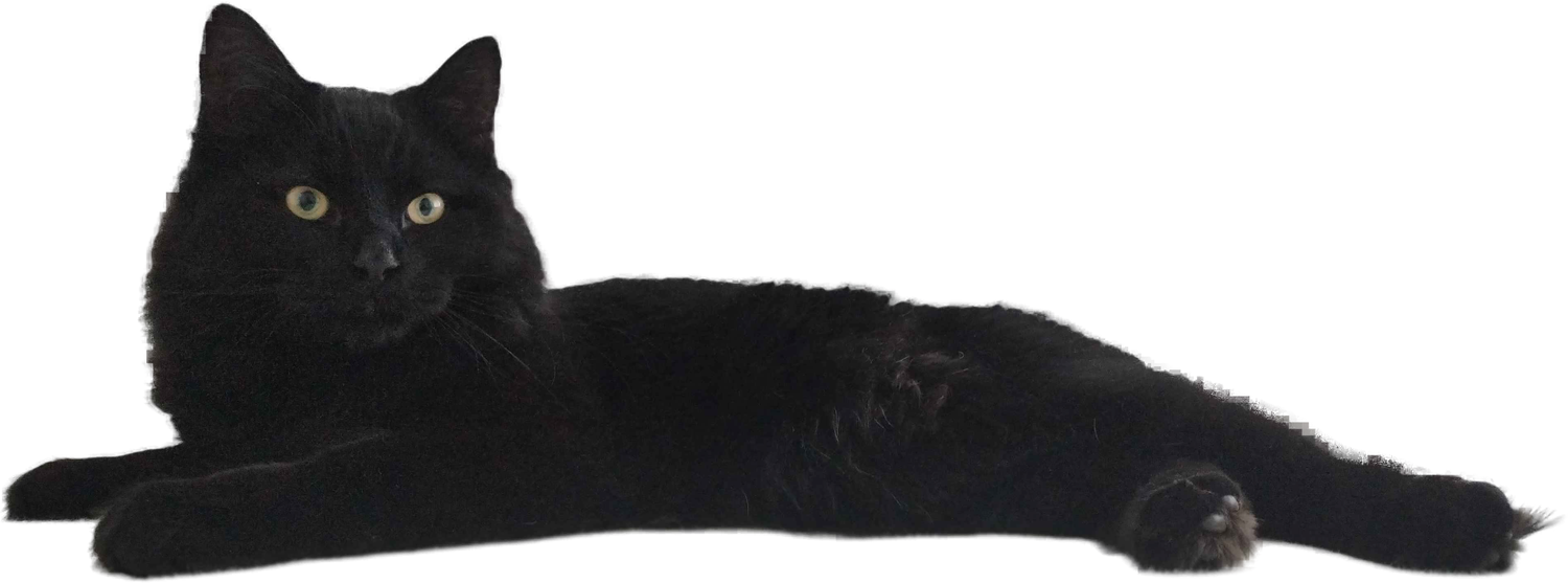 Jack, the LOVE666 resident black cat, lounging